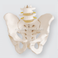 Pelvis Saiz Hidup dengan Vertebra Lumbar 2pcs